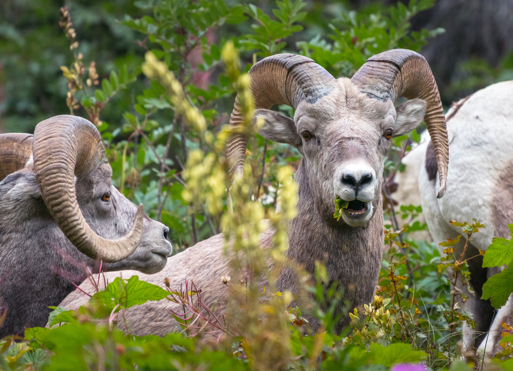 Multiple bighorn sheep in Glacier National Park, Montana, USA. Majestic Ovis canadensis in its natural habitat. Beautiful wild animals feeding on plants. Wildlife of American Rockies