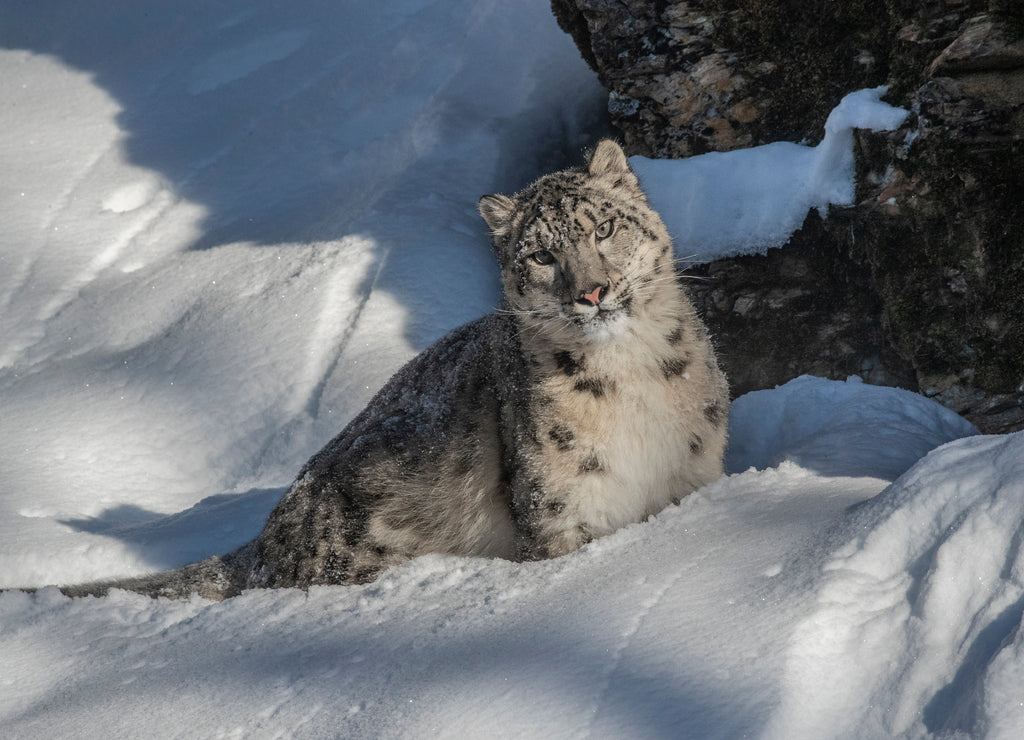 USA, Montana. Captive snow leopard in winter