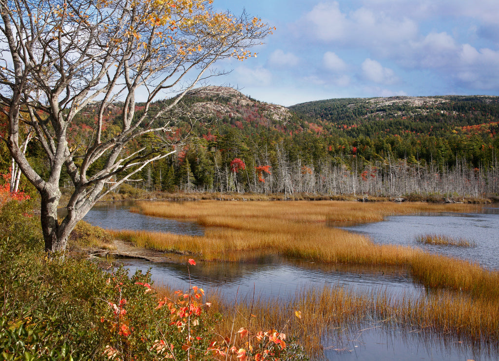 Seal Cove Pond Acadia National Park Maine