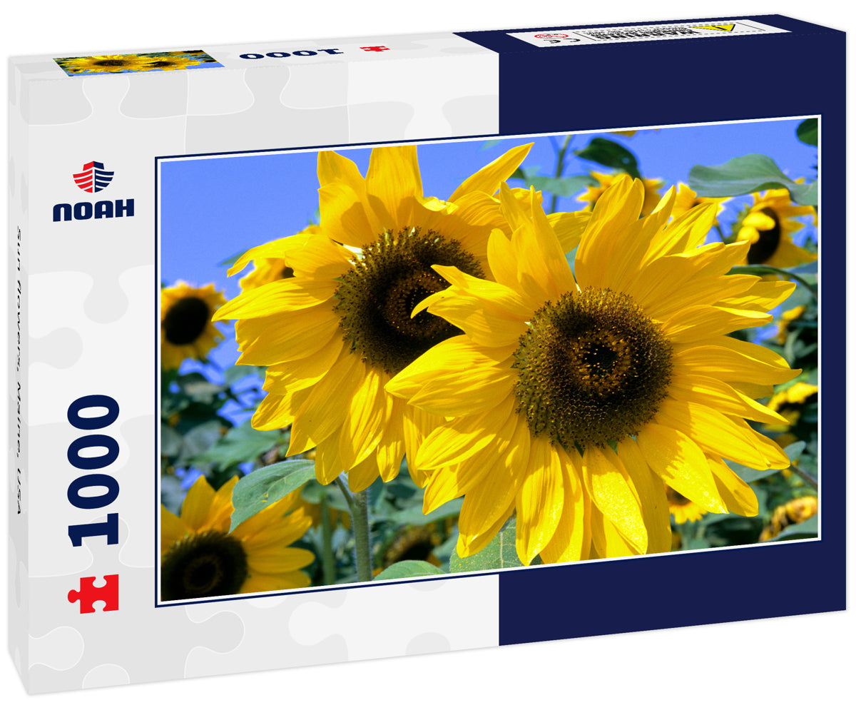 Sun flowers, Maine, USA