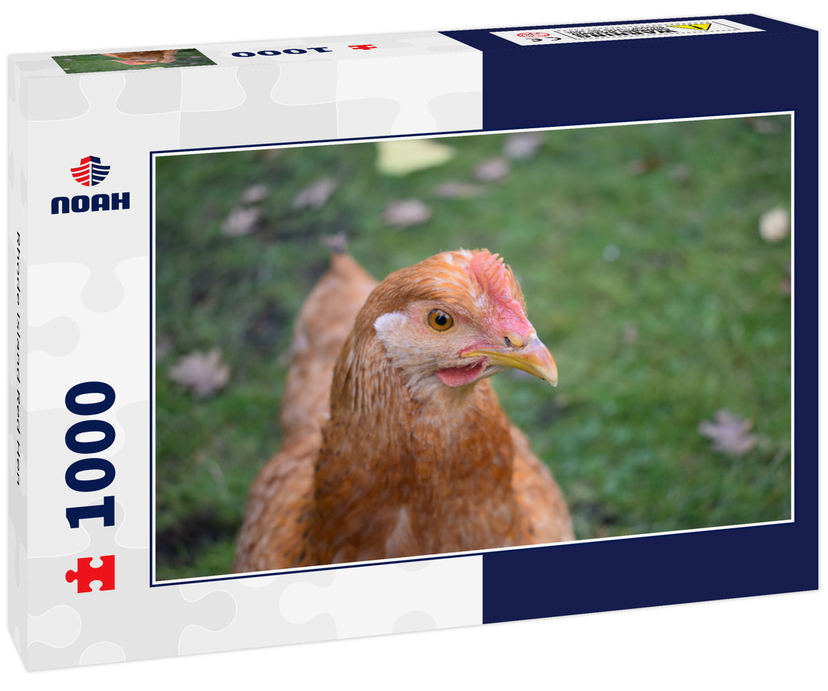 Rhode Island Red Hen