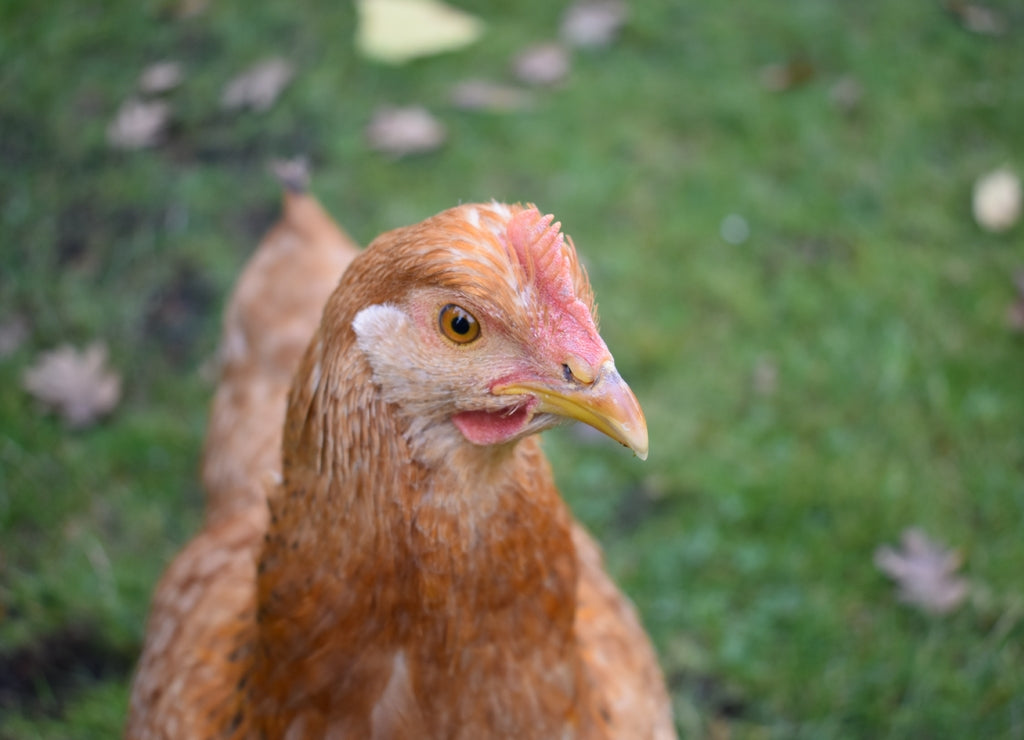 Rhode Island Red Hen