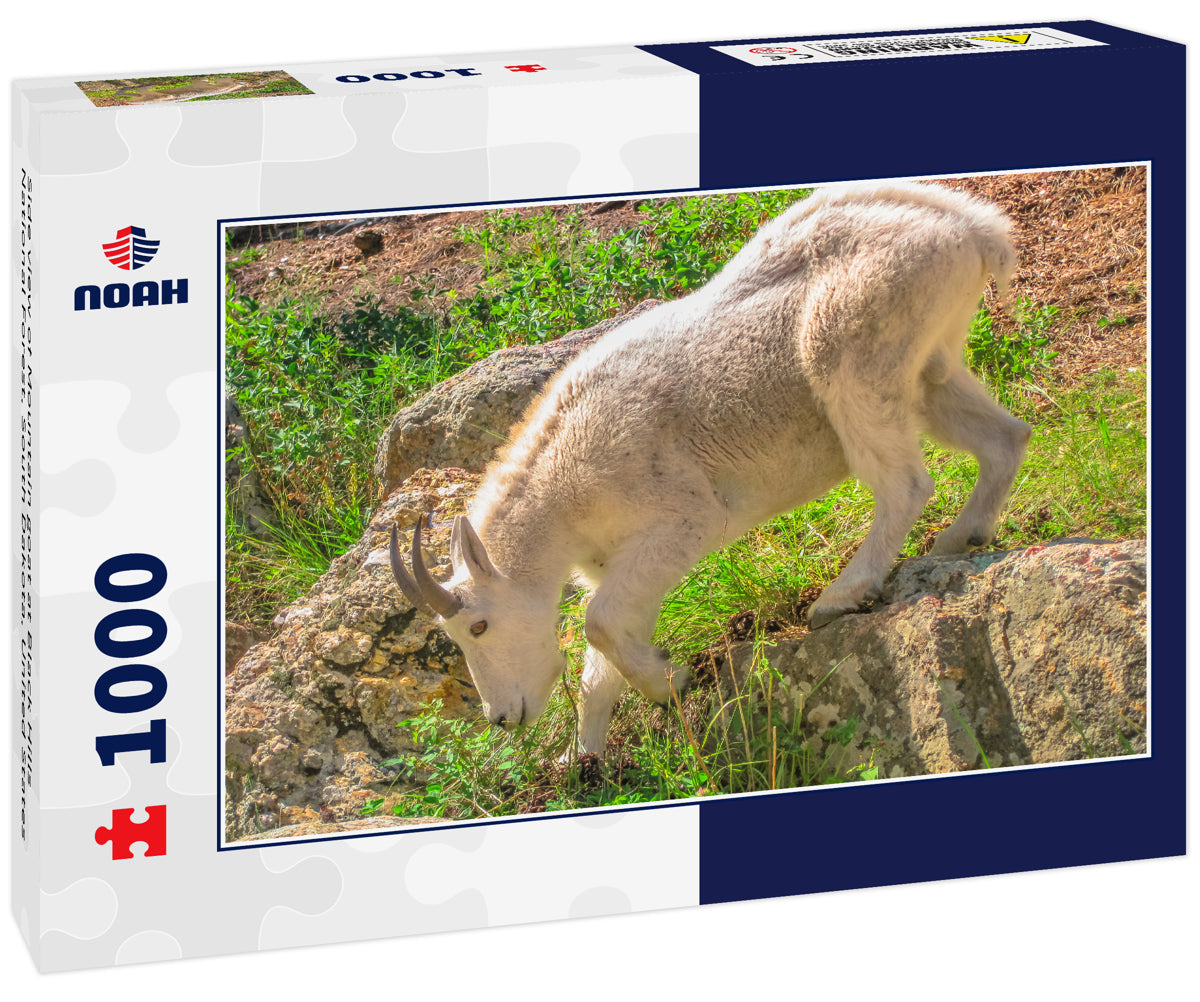 Side view of Mountain goat at Black Hills National Forest, South Dakota, United States