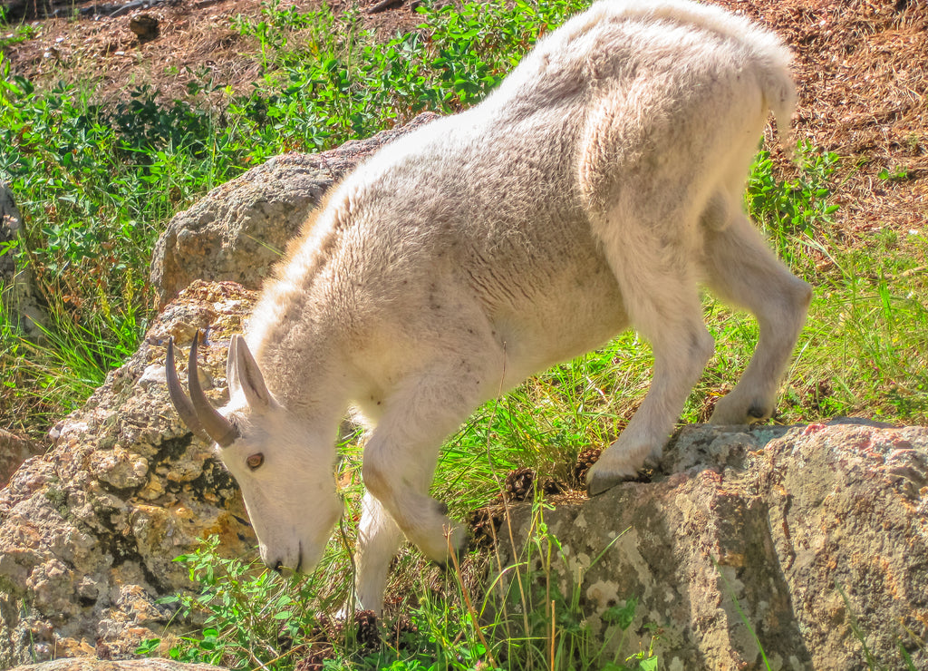 Side view of Mountain goat at Black Hills National Forest, South Dakota, United States
