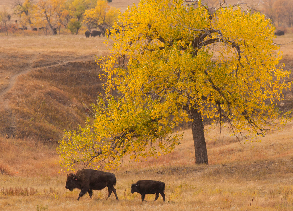 USA, South Dakota, Custer State Park. Bison mother and calf