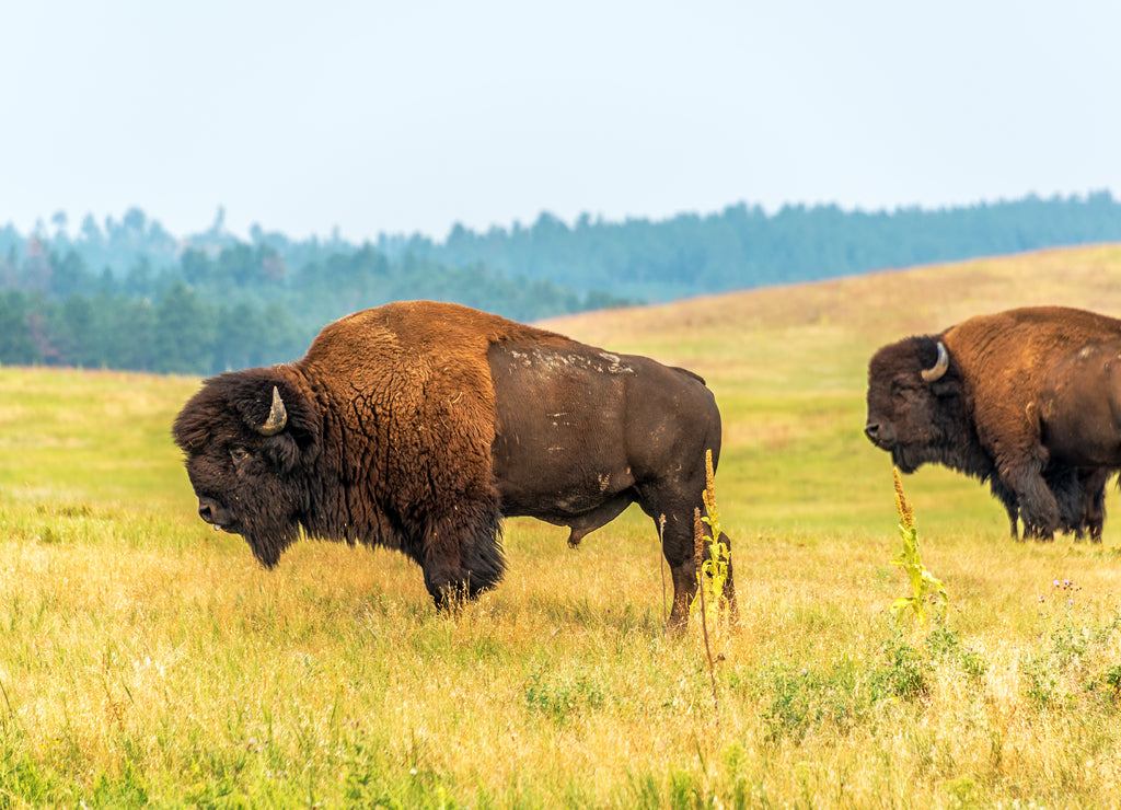 Two bison in Custer State Park, South Dakota