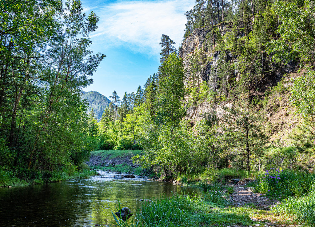 Spearfish Creek in the Black Hills South Dakota