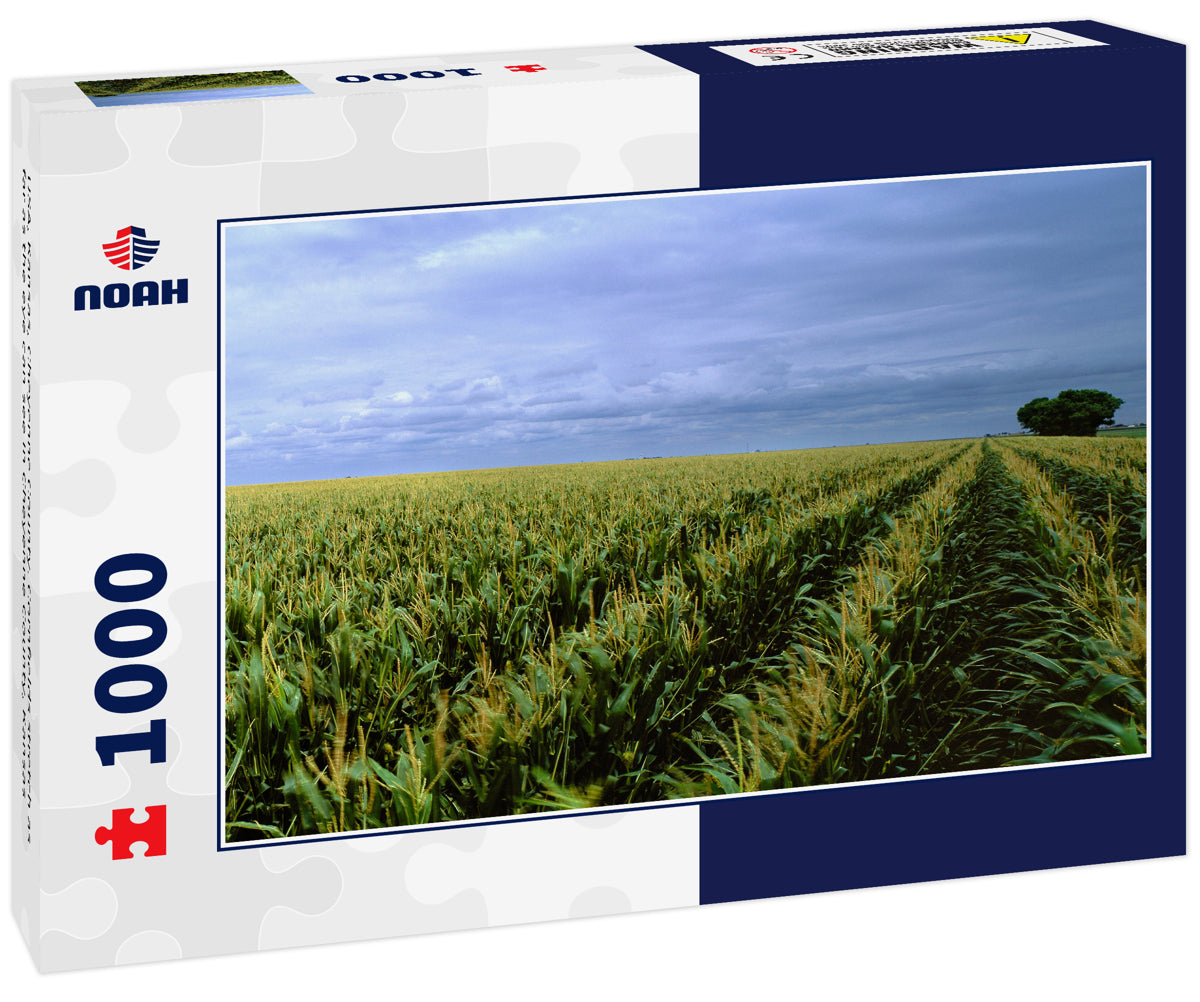 USA, Kansas, Cheyenne County. Cornfields stretch as far as the eye can see in Cheyenne County, Kansas