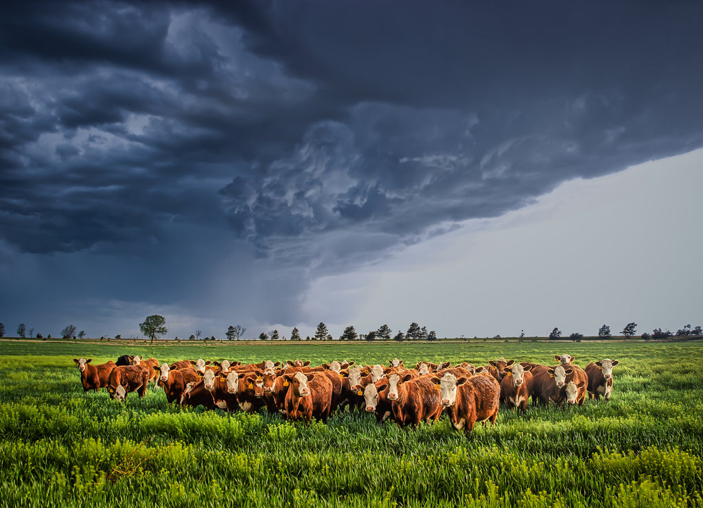 Ellis County, Kansas USA - Cows Bracing Together for the Thunderstorm Rolling in