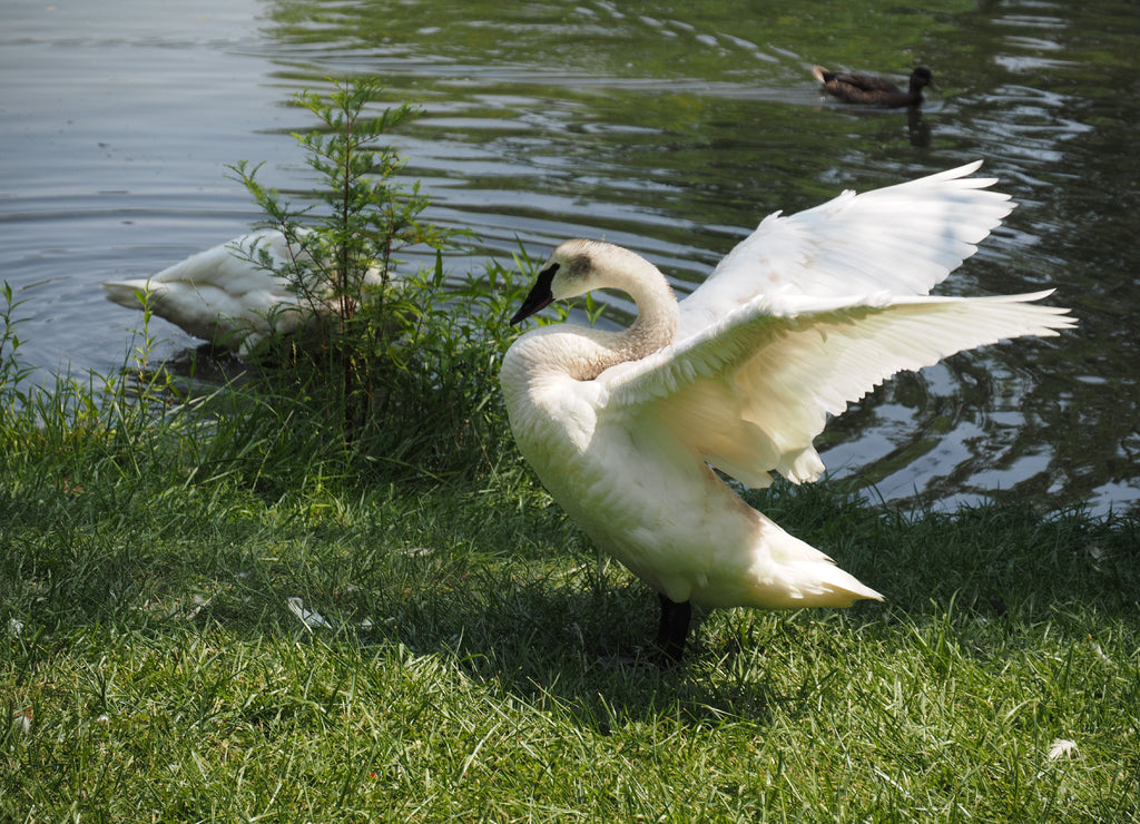 Swans at a lake in Topeka Zoo, Kansas, United States