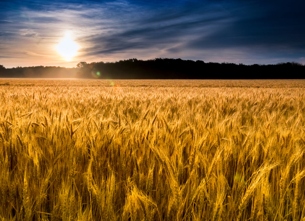 Misty Sunrise Over Golden Wheat Field in Central Kansas