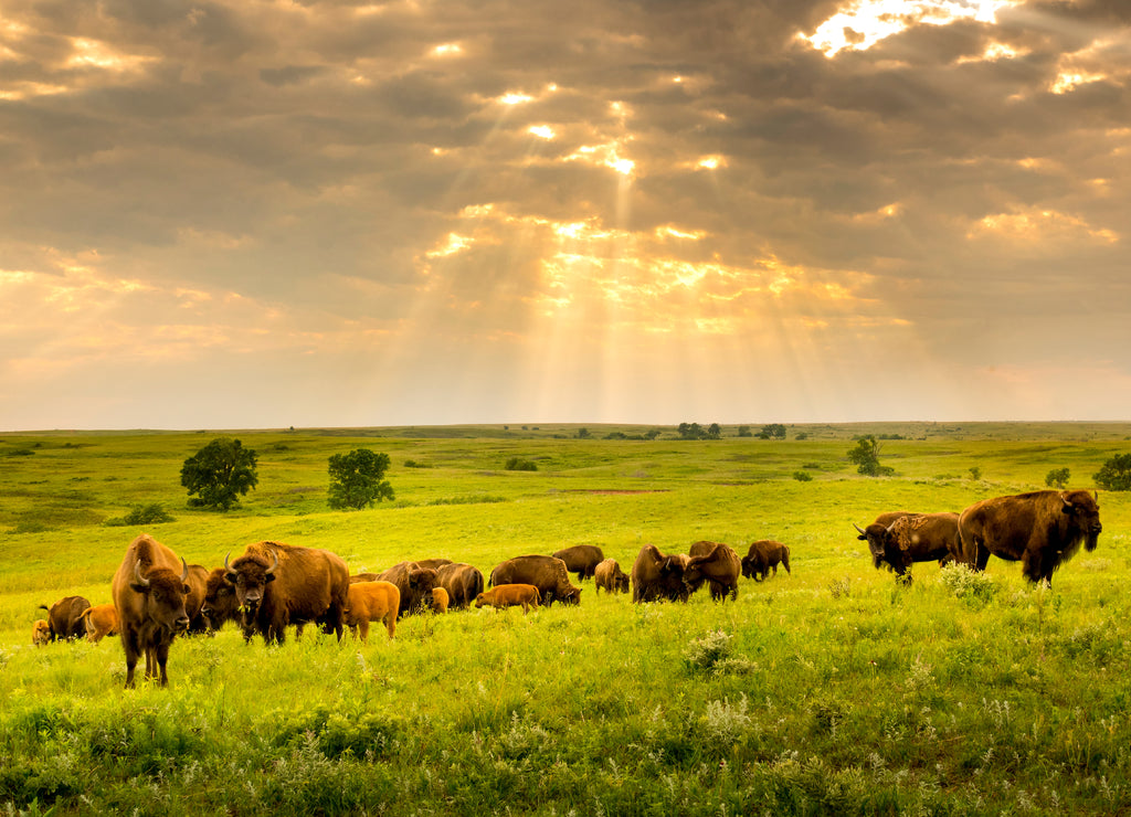 These impressive American Bison wander the plains of the Kansas Maxwell Prairie Preserve