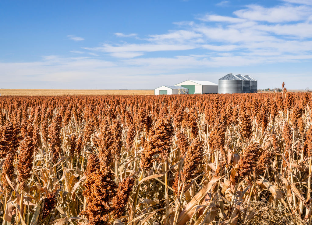 Sorghum field in Kansas