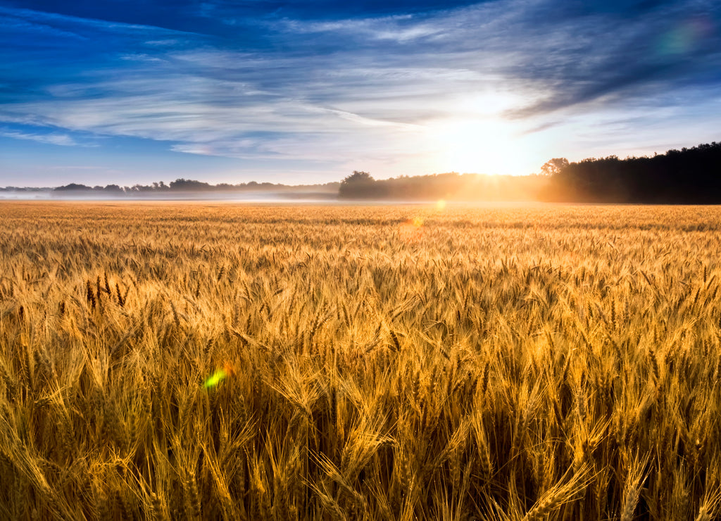 This field of wheat in central Kansas is nearly ready for harvest