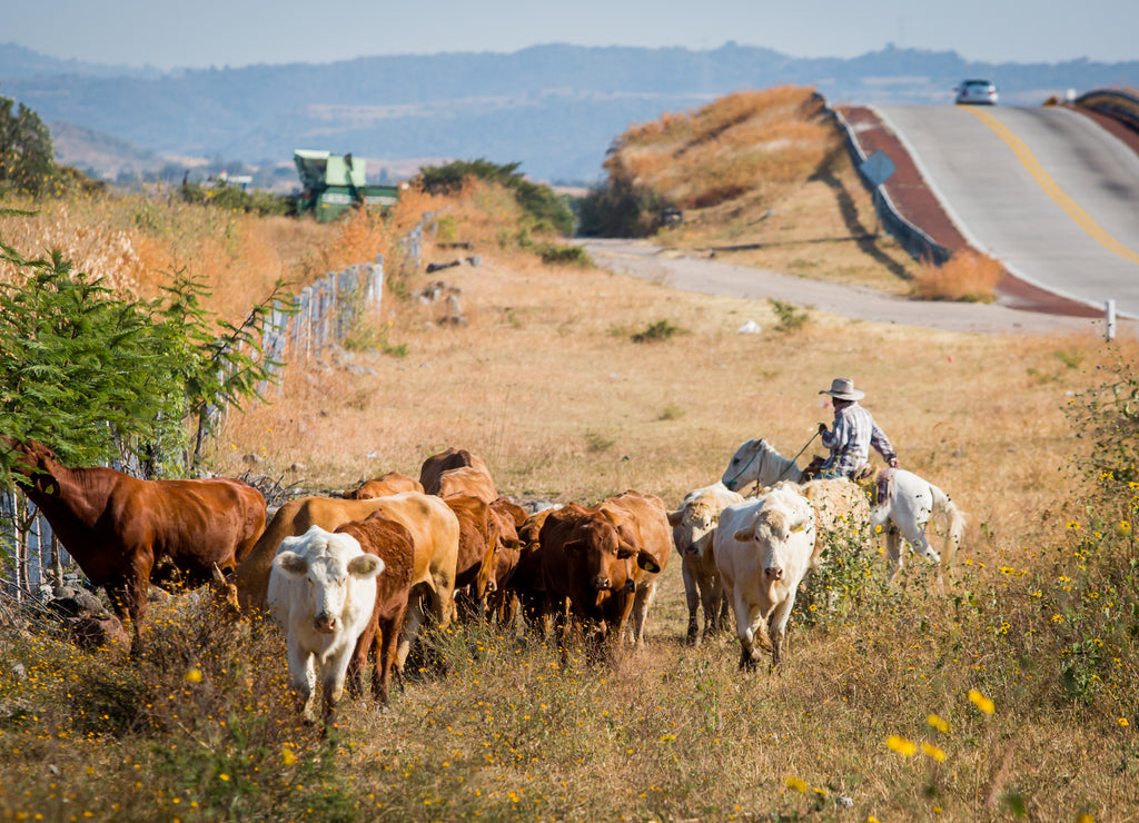 Cowboy with cattle, Kansas