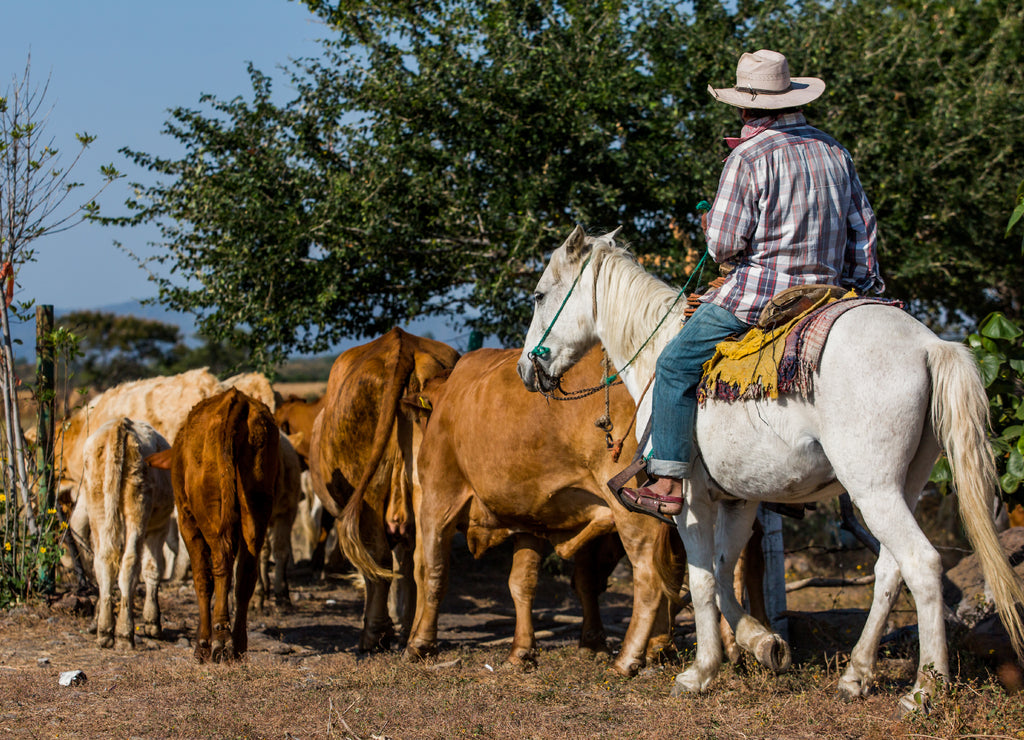 Cowboy with cattle, Kansas
