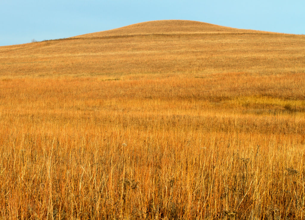 Golden grass on Kansas hill; Tallgrass Prairie National Preserve