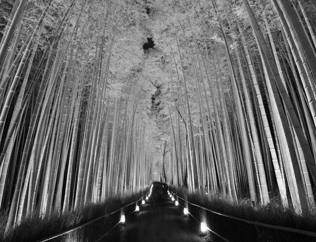 Noah Jigsaw Puzzle Lake Albert (Uganda) in black white 1000 pieces