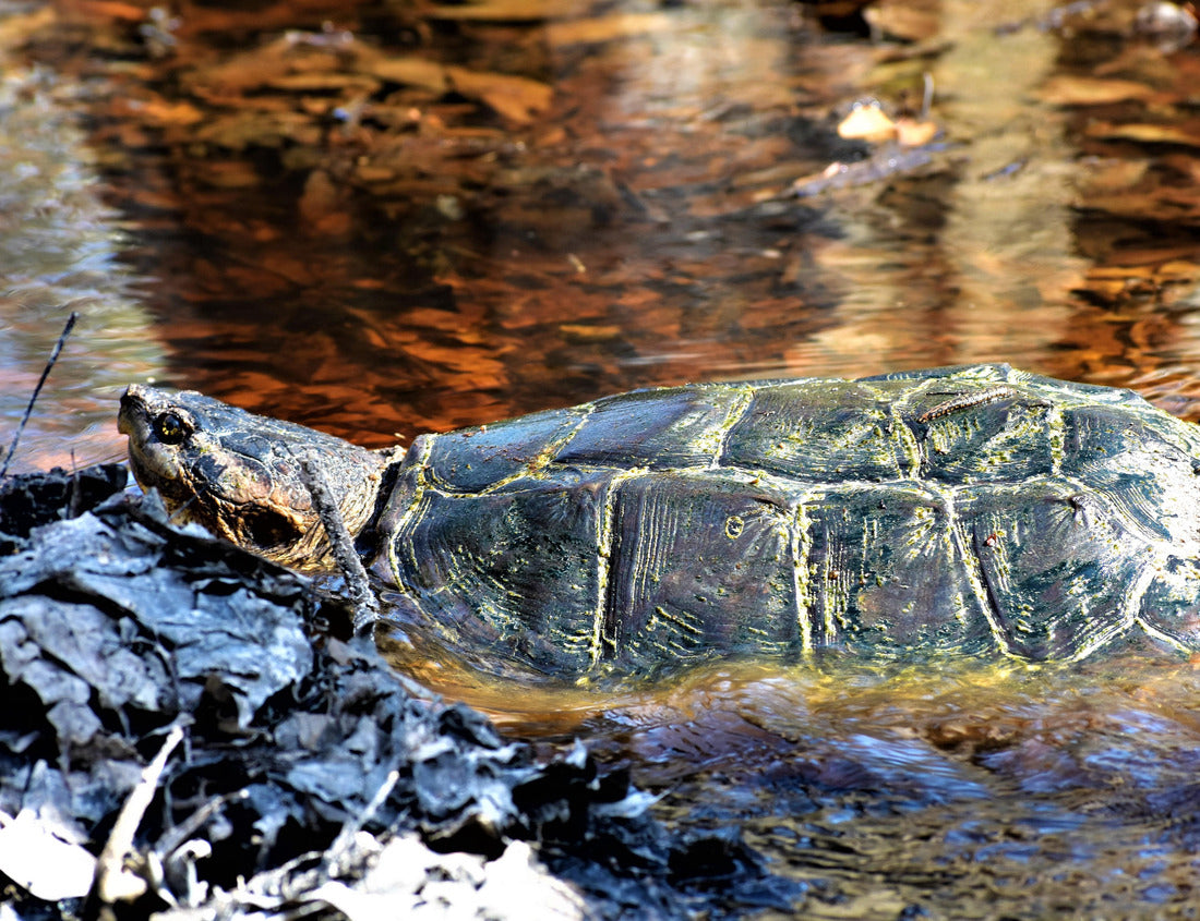 Noah Jigsaw Puzzle A large common snapping turtle makes his way through a shallow amber stream and leaves at Big Thicket National Preserve in Kountze, Texas 1000 pieces