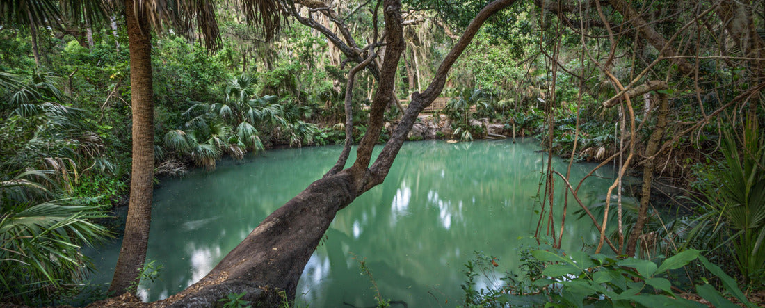 Noah Jigsaw Puzzle Deltona, Florida green spring panorama 2000 pieces
