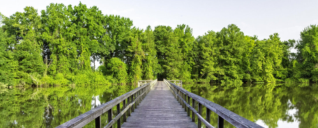 Foot bridge leading across an Alabama swamp, Decatur 2000pc Panoramic Puzzle