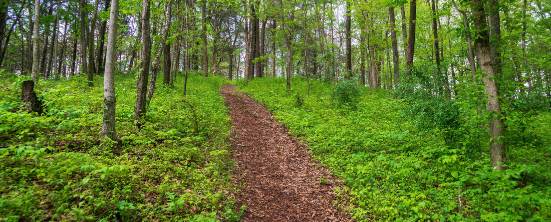 Noah Jigsaw Puzzle Cedar Creek Belle Grove National Historical Park in Virginia panorama 2000 pieces