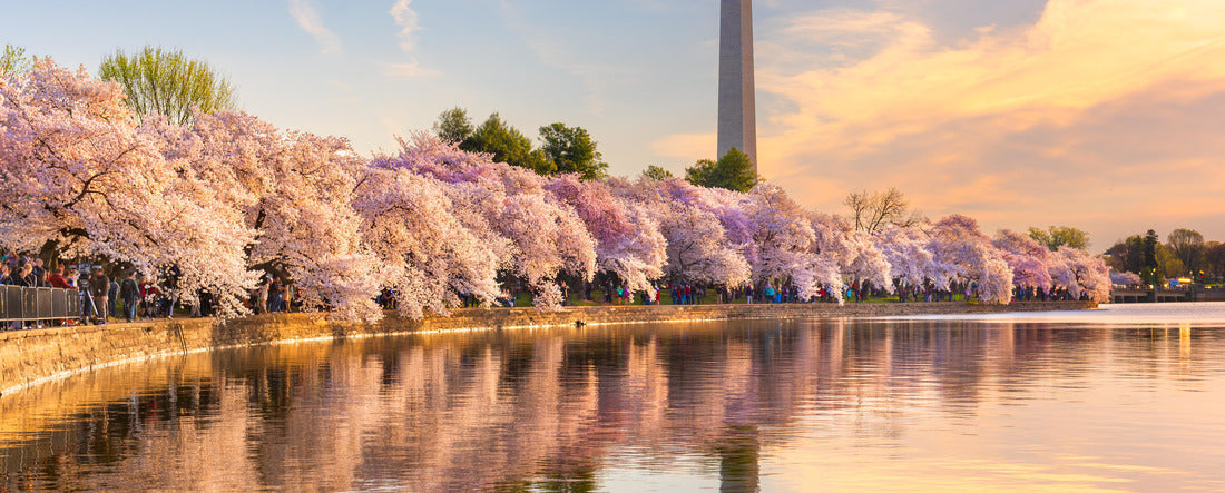 Washington DC, USA at the tidal basin with Washington Monument in spring season 2000pc Panoramic Puzzle