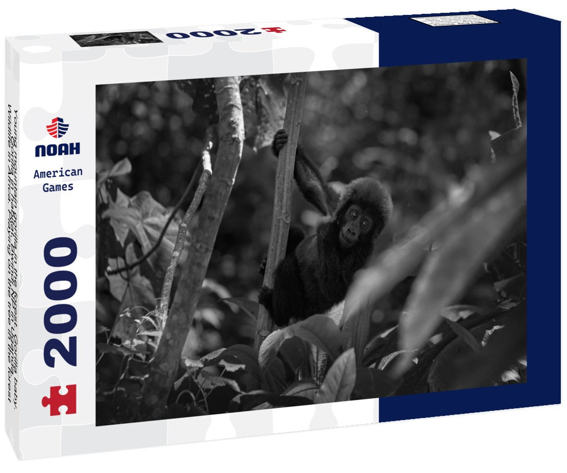 Noah Jigsaw Puzzle Young mountain gorilla in the forest. Gorilla baby. Gorilla in habitat, Bwindi NP in Uganda. Wildlife in Africa. Playing on the tree in the forest, the nature wild life in Uganda in black white 2000 pieces