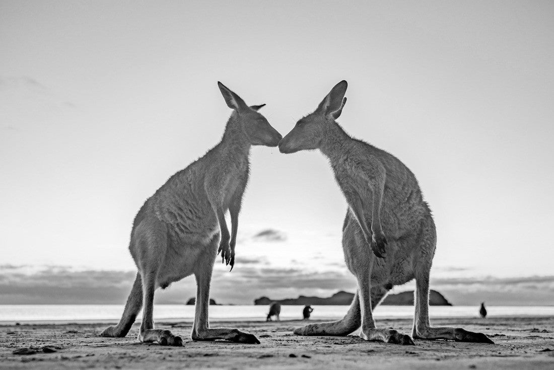 Kangaroo Love Sunrise Beach Australia 2000pc PuzzleBlack and White