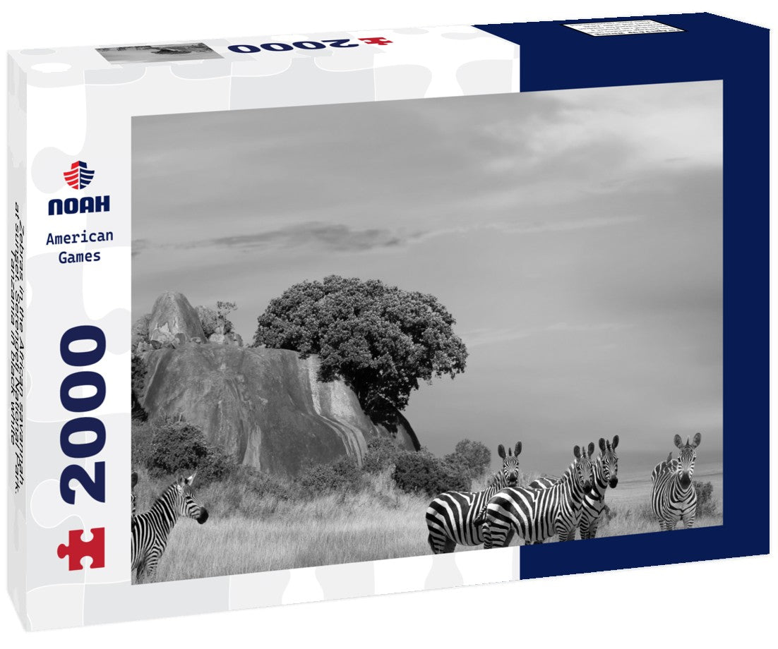 Noah Jigsaw Puzzle Zebras in the African savannah at sunset. Serengeti National Park. Tanzania in black white 2000 pieces