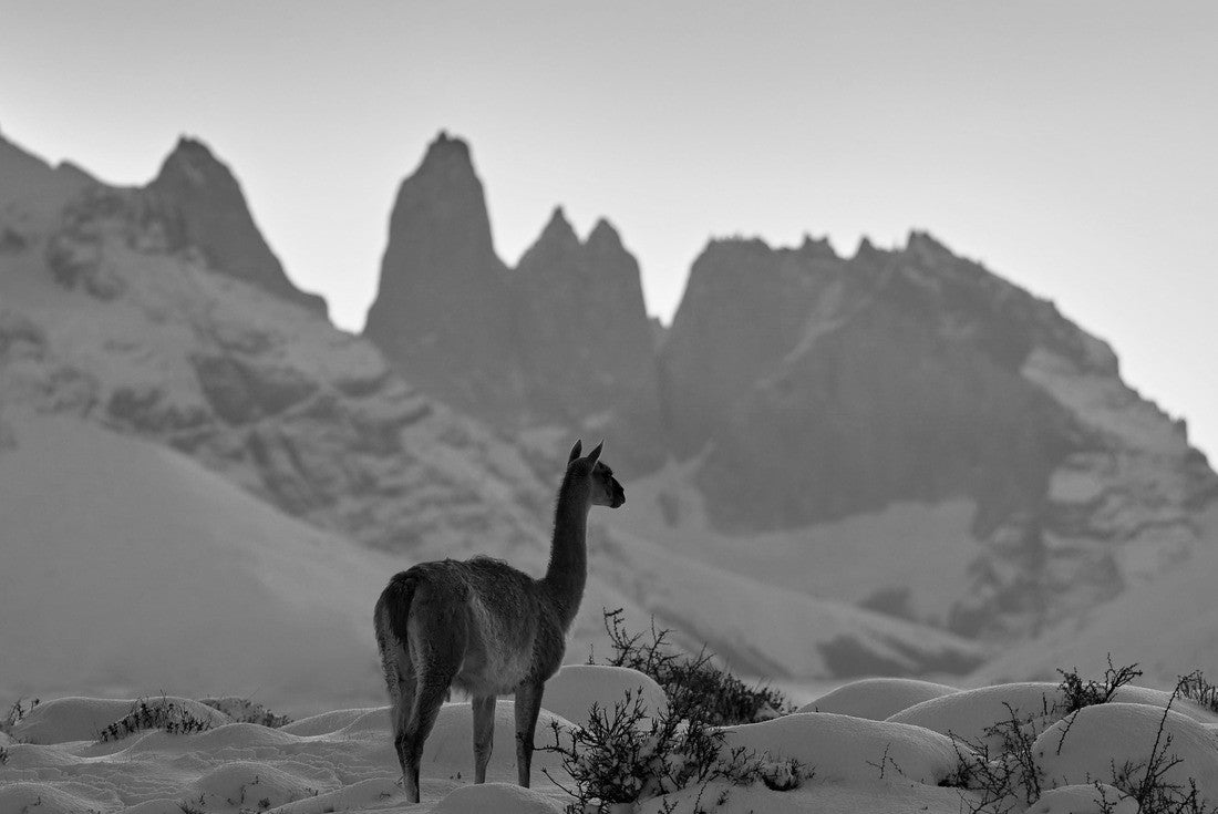 Noah Jigsaw Puzzle Guanaco in Chile, Torres del Paine NP in Patagonia. Winter with snow in South America. Llama guanaco (Lama guanicoe) in its natural habitat, rocky hills in the mountains. Sunset with snow in Patagonia in black white 2000 pieces