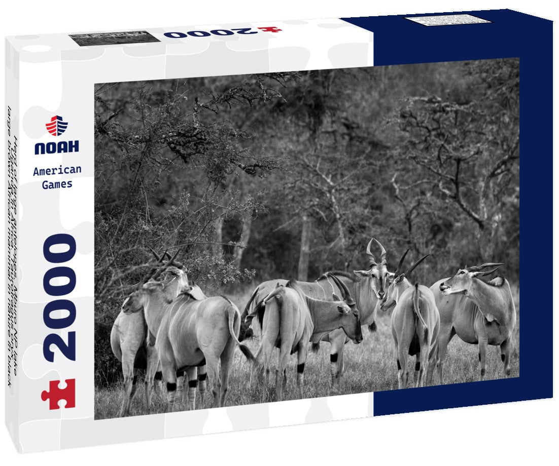 Noah Jigsaw Puzzle Herd of large antelopes, Mburo NP lake, Uganda in Africa. Taurotragus oryx, large brown African mammal in nature in black white 2000 pieces