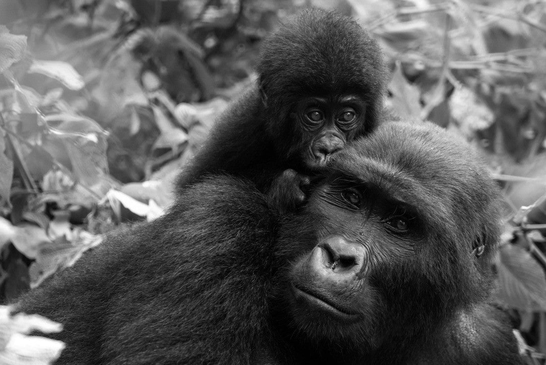 Adult gorilla with baby, Gorilla beringei beringei, in the lush greenery of the impenetrable forest of Bwindi, Uganda. Members of the Muyambi family have inhabited a group of the conservation program 2000pc PuzzleBlack and White