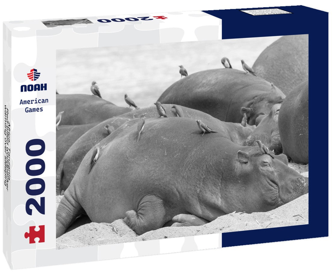 Noah Jigsaw Puzzle Africa, Tanzania. Red-billed woodpecker warming over sleeping hippos in black white 2000 pieces