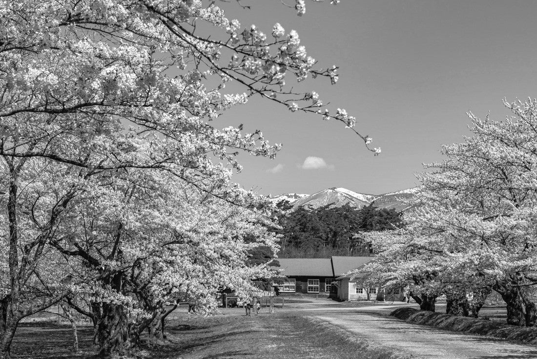 Koiwai Farm in spring cherry blossom season in sunny day morning. Visitors enjoy the beauty full of blossoms sakura flowers in the town of Shizukuishi, Iwate Prefecture, Japan 2000pc PuzzleBlack and White