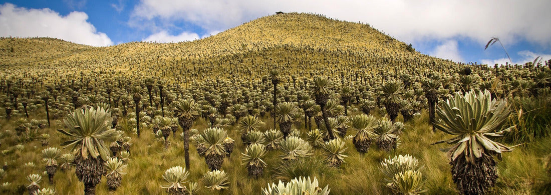Noah Jigsaw Puzzle El Angel, Carchi, Ecuador, Panorama 1000 Pieces