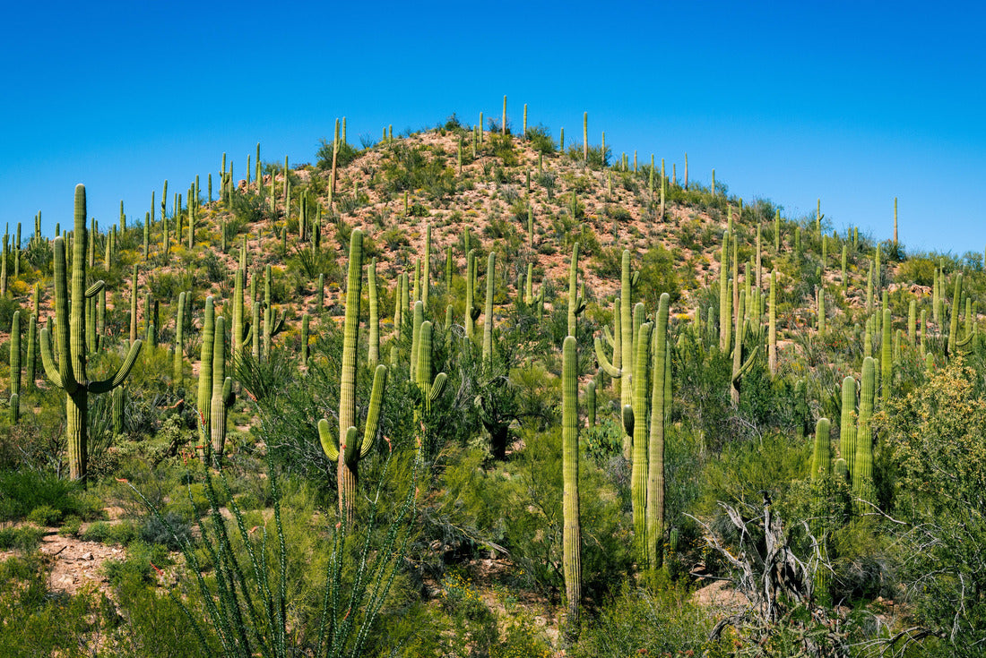 Hill covered in cactus in Saguaro national park 2000pc Puzzle