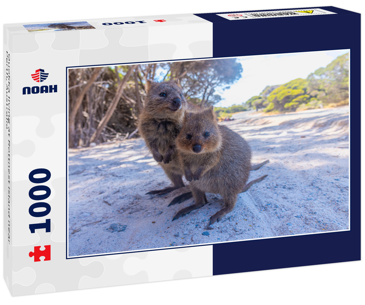 Quokka living at Rottnest island near Perth, Australia