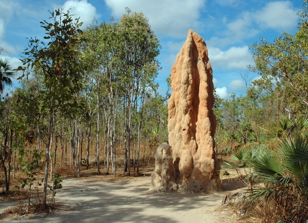 Huge termite mound in Litchfield NP, Northern Territory, Australia