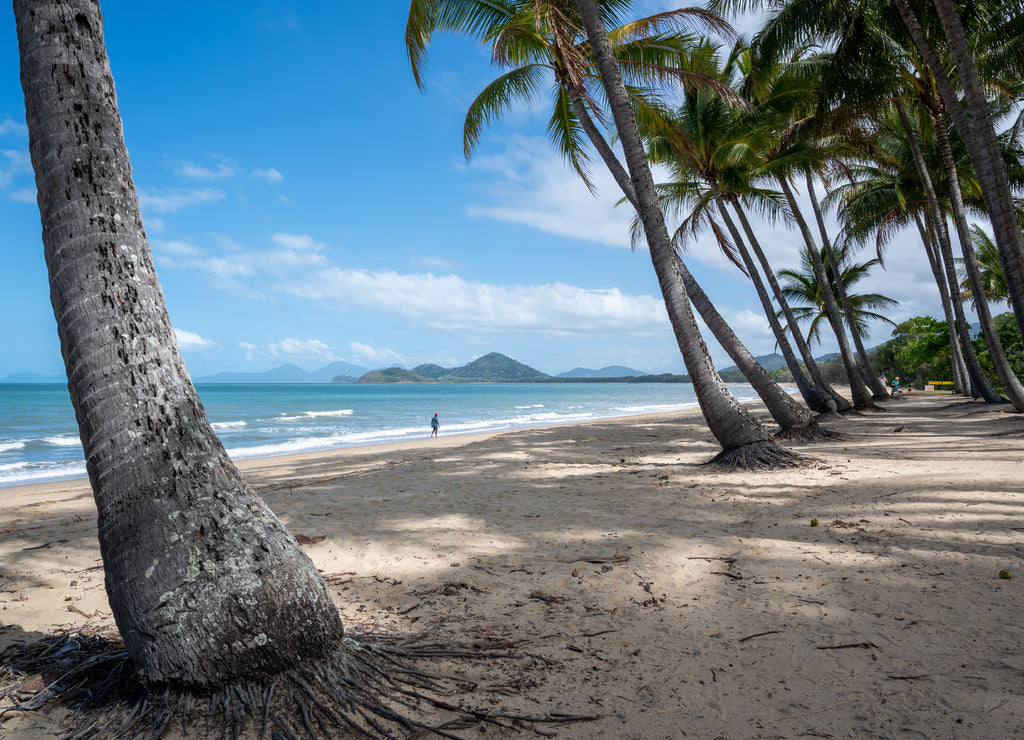 Trees on the beach under blue sky on a sunny day at Cairns Cape Tribulation Australia