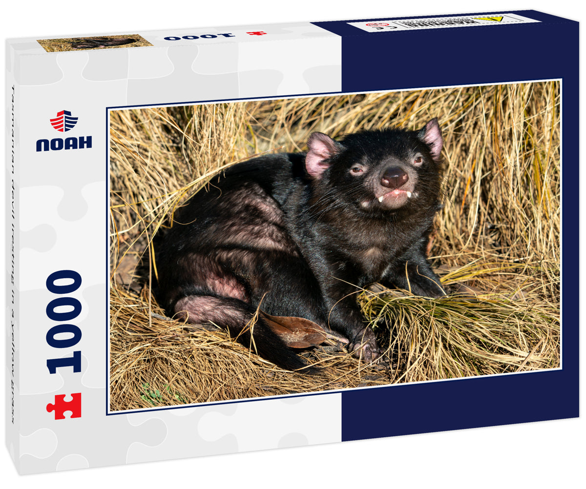 Tasmanian devil iresting in a yellow grass