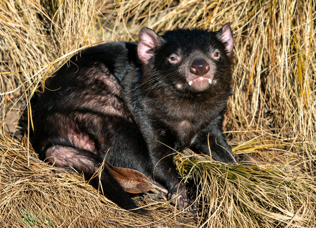 Tasmanian devil iresting in a yellow grass