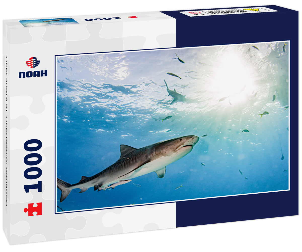 Tiger shark at Tigerbeach, Bahamas