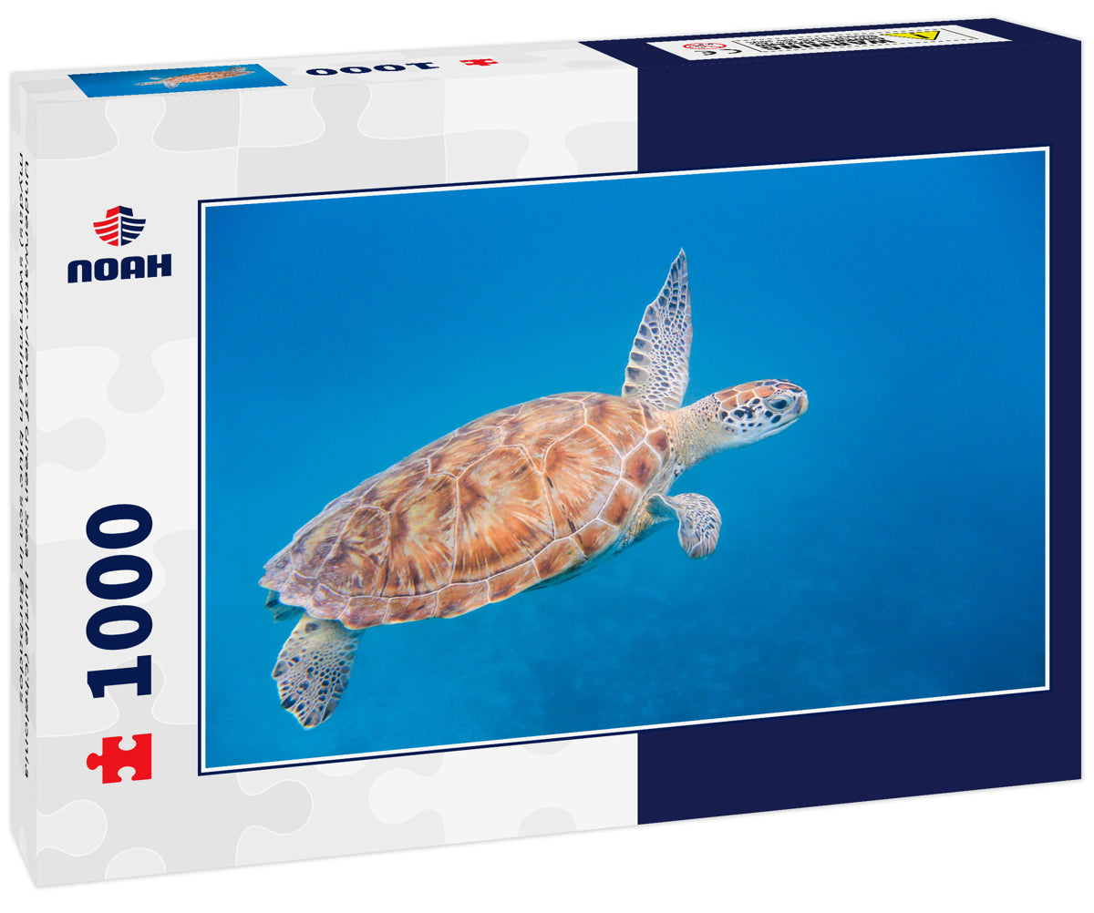 Underwater view of Green Sea Turtle (Chelonia mydas) swimming in blue sea in Barbados