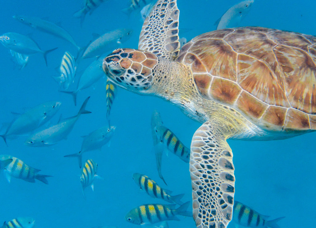 Underwater view of Green Sea Turtle (Chelonia mydas) swimming in blue sea in Barbados