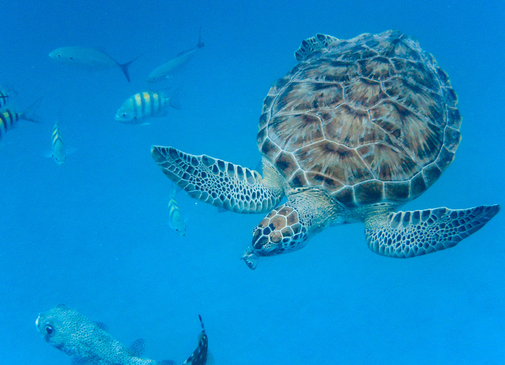 Underwater view of Green Sea Turtle (Chelonia mydas) swimming in blue sea in Barbados