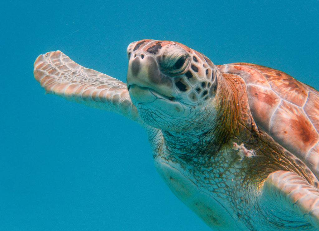 Green turtle (Chelonia mydas) swimming in the Caribbean Sea in Barbados