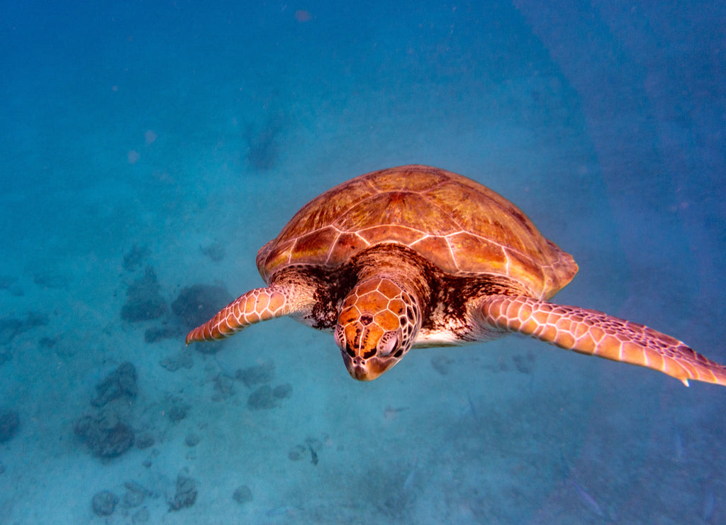 Green Sea Turtle in Barbados