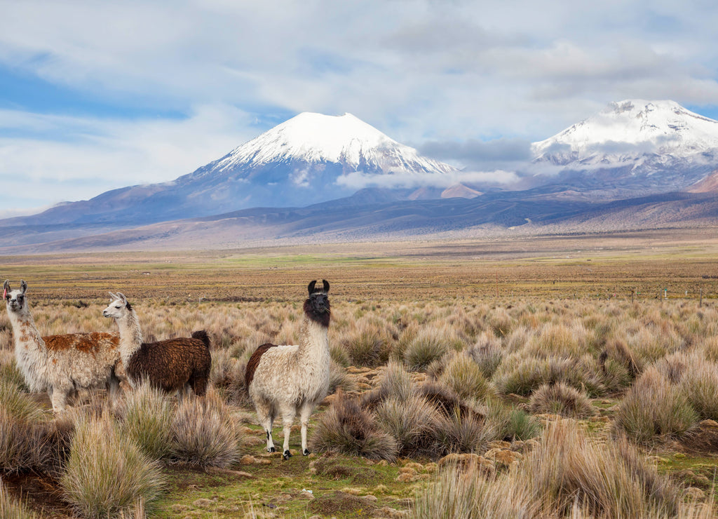 Llamas in Sajama National Park, Bolivia