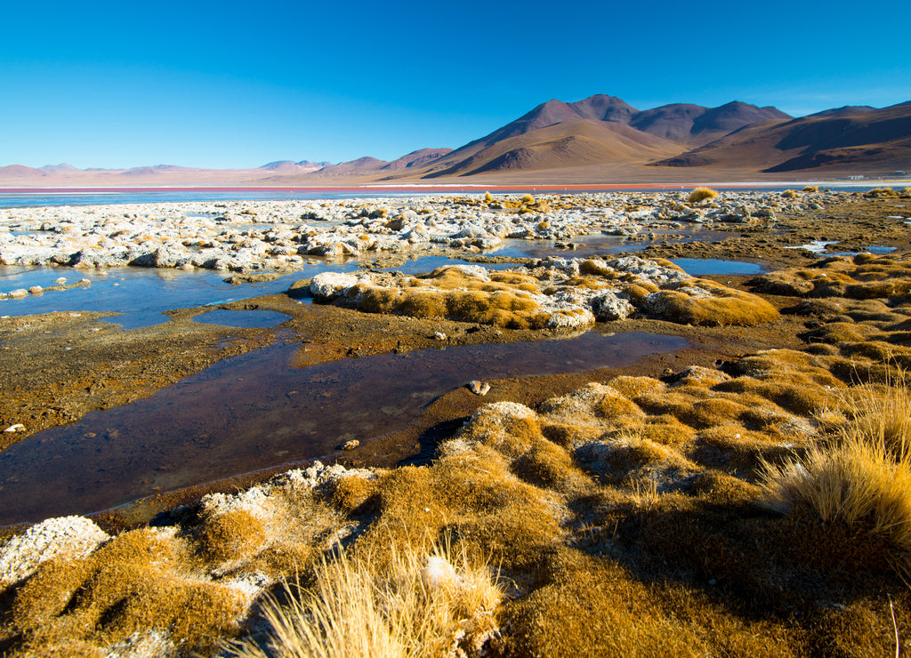 Laguna Colorada - red water lagoon. Bolivia. South America